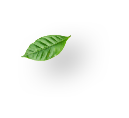 Coffee leaf