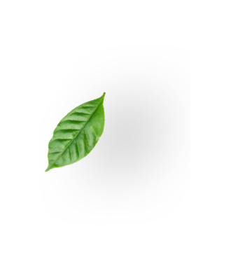 A green leaf on a white background