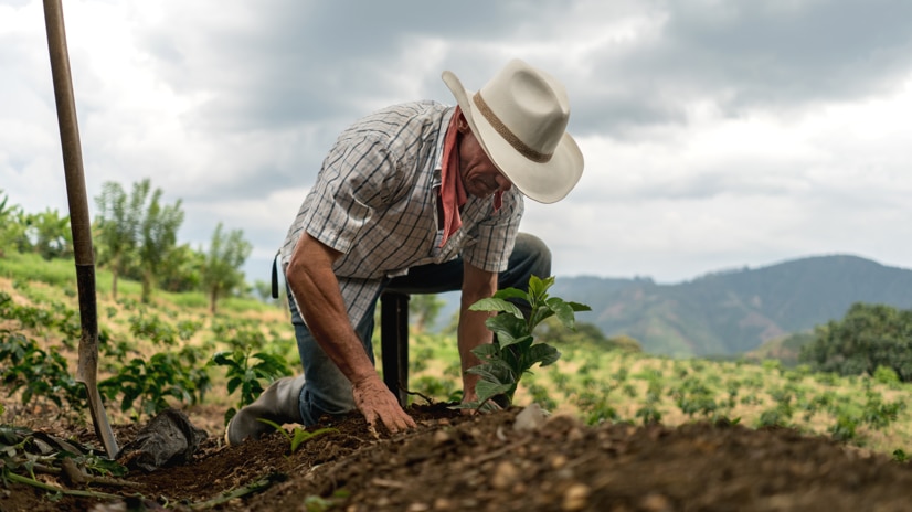 Farmer on plantation