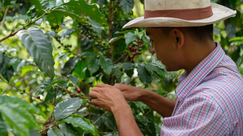 Farmer with coffee bush