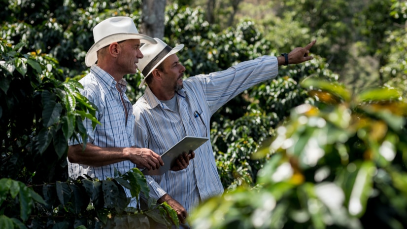 Farmers in coffee plant